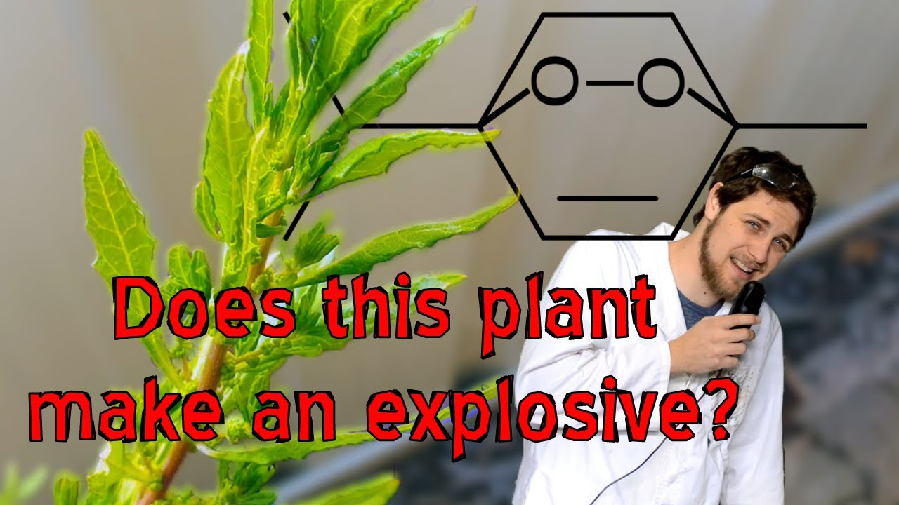 Epazote: a herb with explosives?