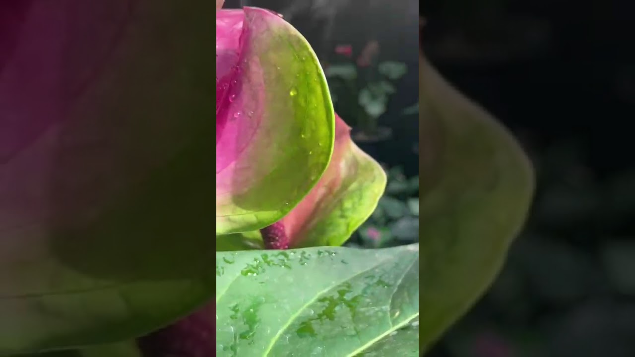 අනාගතේ අනිවාරෙන් සුභයි #fypviral #anthuriumwagawasinhala #ihavethisthingwithplants #0765647812