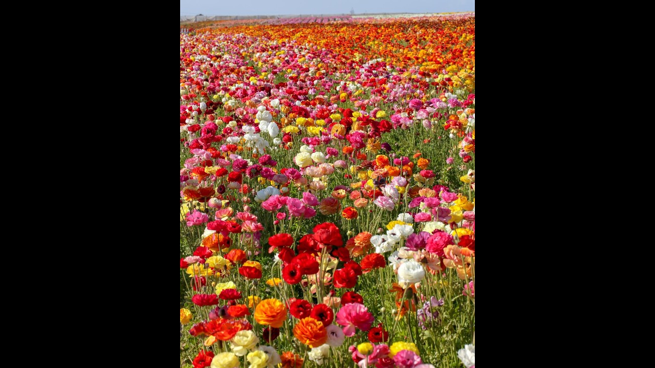 Sunday Service April 5, 2026 - &ldquo;Hope Rising - Flower Communion&rdquo;