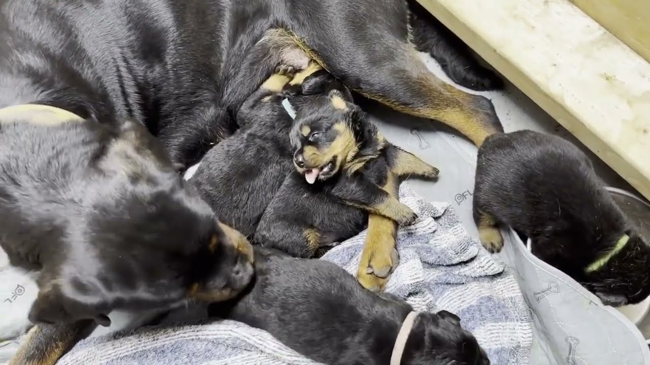 Update on Puppies and Future Expansion of the Kennel! We Have 2 Males Left from Lara's Litter!