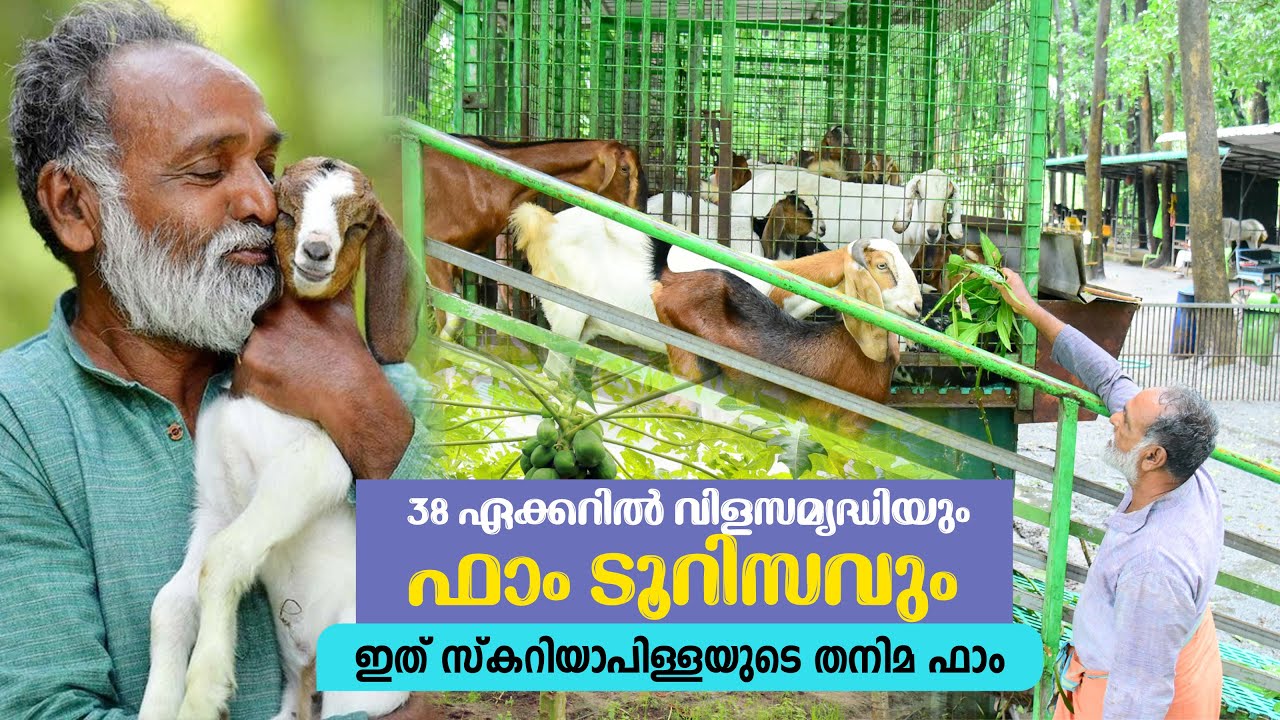 38 ഏക്കറിൽ വിളസമ്യദ്ധിയും ഫാം ടൂറിസവുംഇത് സ്‌കറിയാപിള്ളയുടെ തനിമ ഫാം