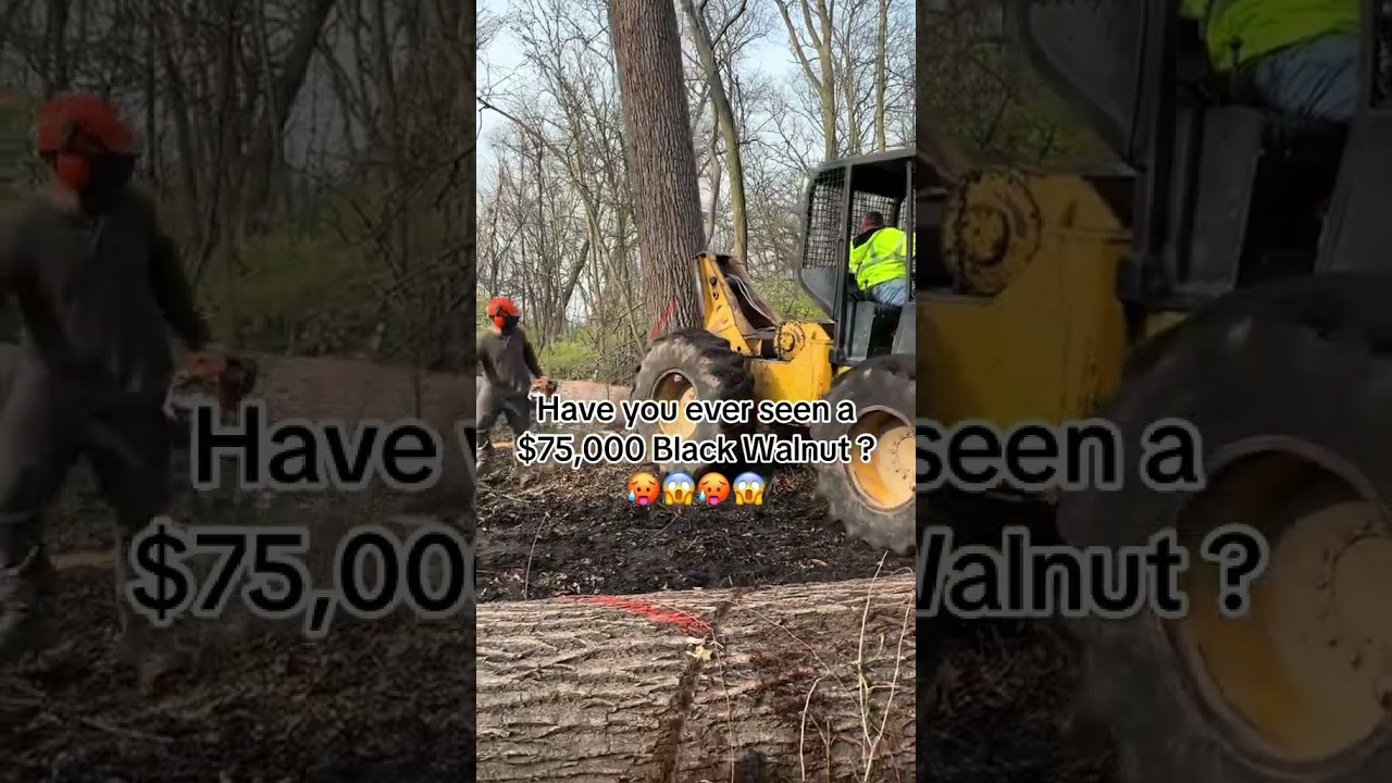 Have you ever seen a $75,000 Walnut Tree?! 👀 🔥 #value #timber #walnut #bluecollar #log #wood #tree