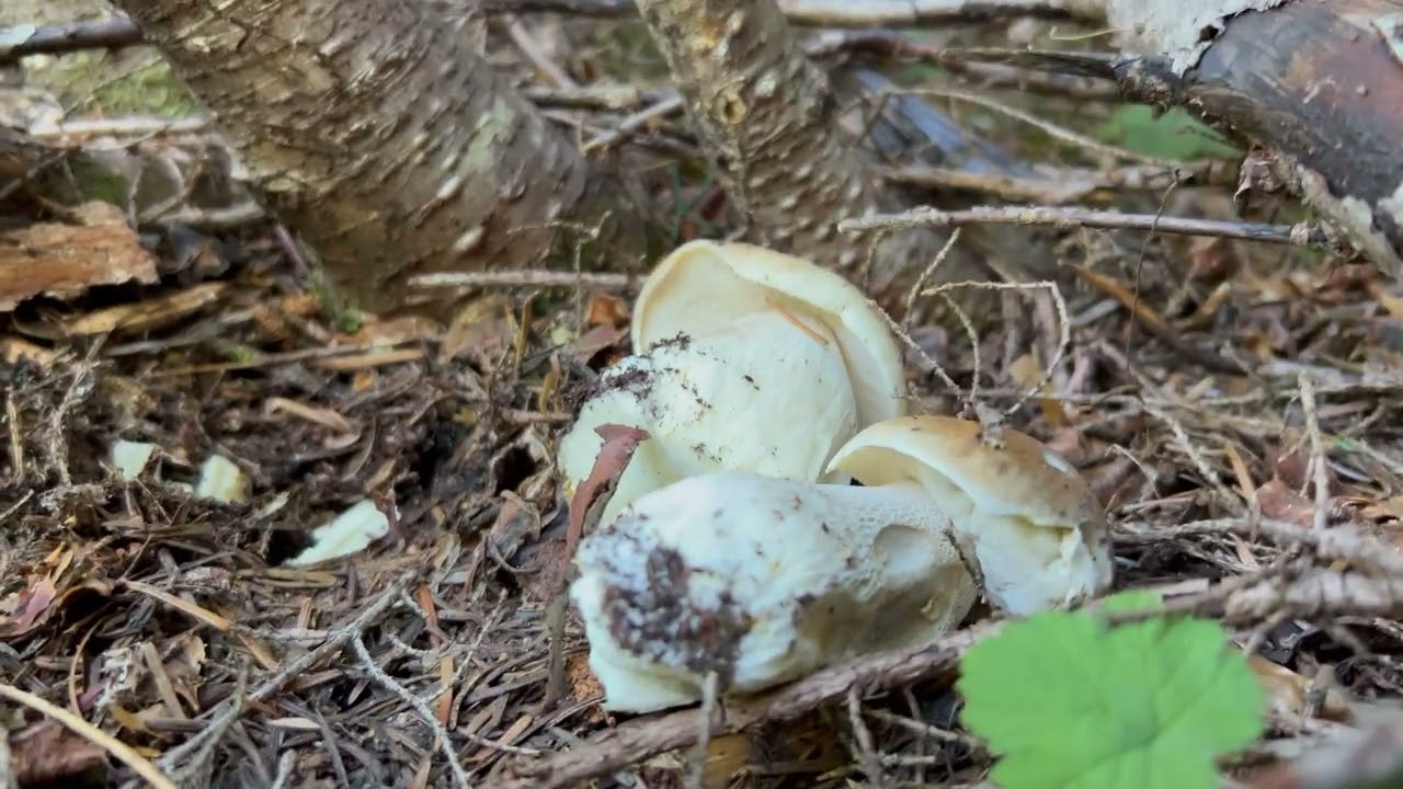 Збирання грибів, штат Вашингтон.Mushroom picking. Washington State.