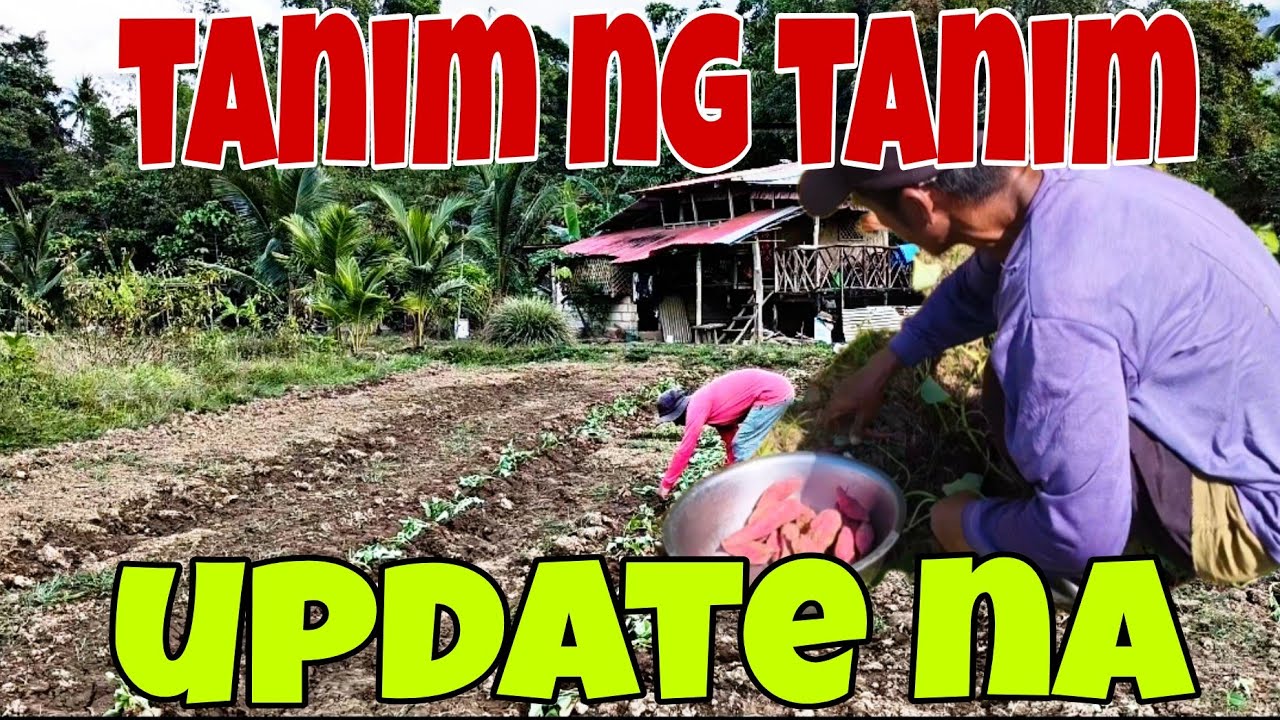 Mga Tanim sa Bukid, Tanim sa tag araw|Buhay Probinsys