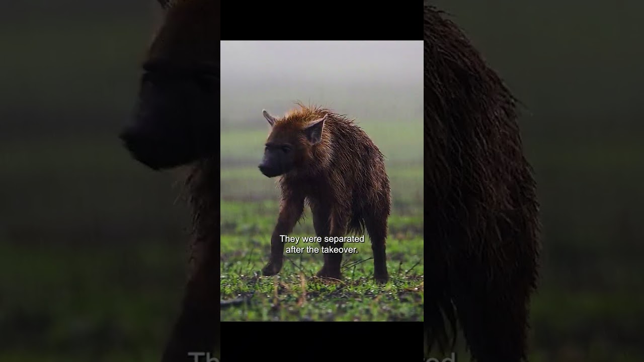 Новый лидер клана гиен пользуется привилегиями.#шорты #природа #животные
