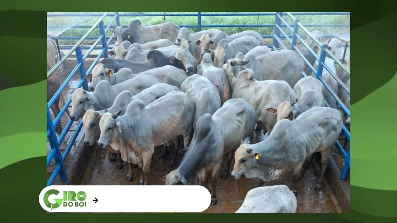 BOIADA TERMINADA NA TIP CHEGA A QUASE 22 ARROBAS EM MS; VEJA DETALHES