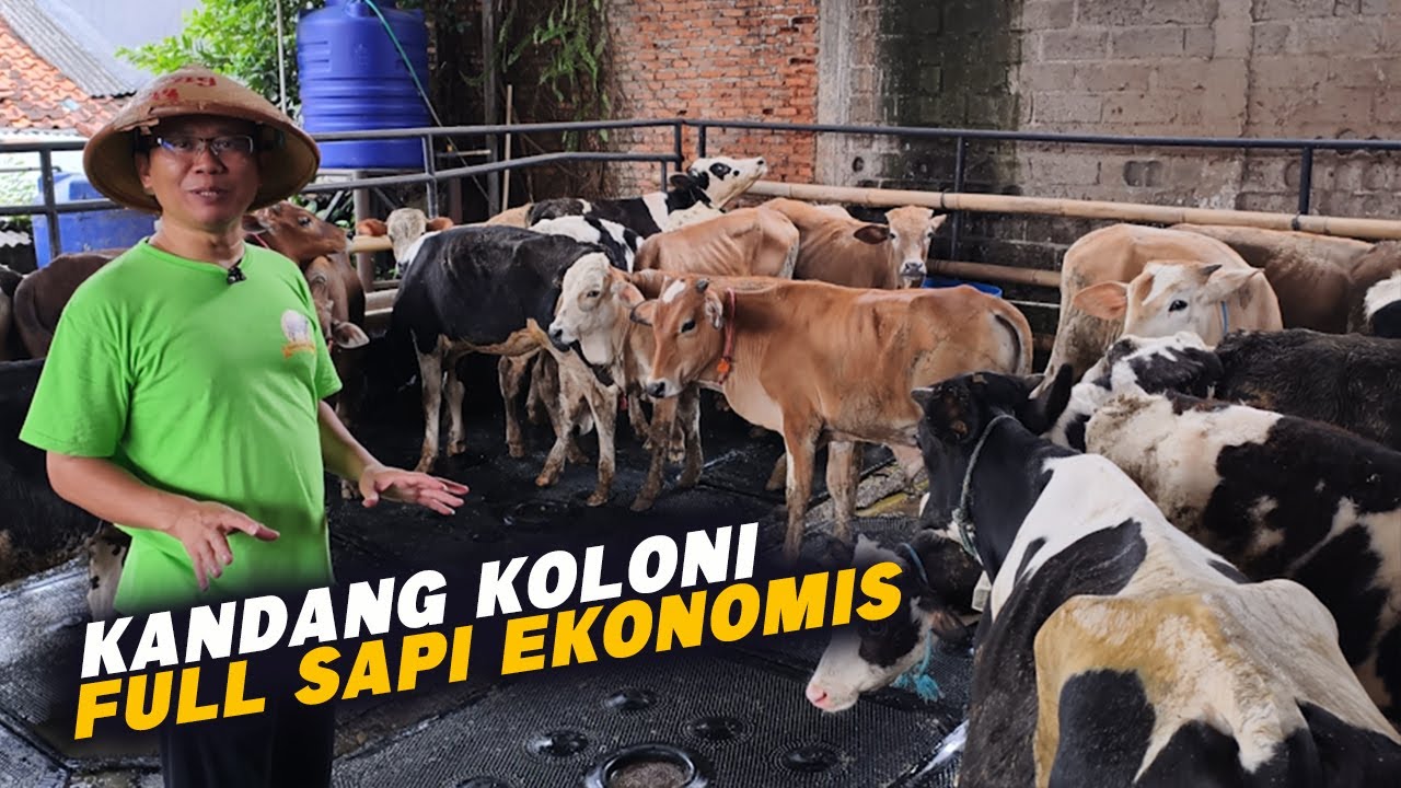 full Tabungan qurban sapi Ekonomis, Kandang Sapi koloni, solusi lahan sempit bisa muat banyak ❗