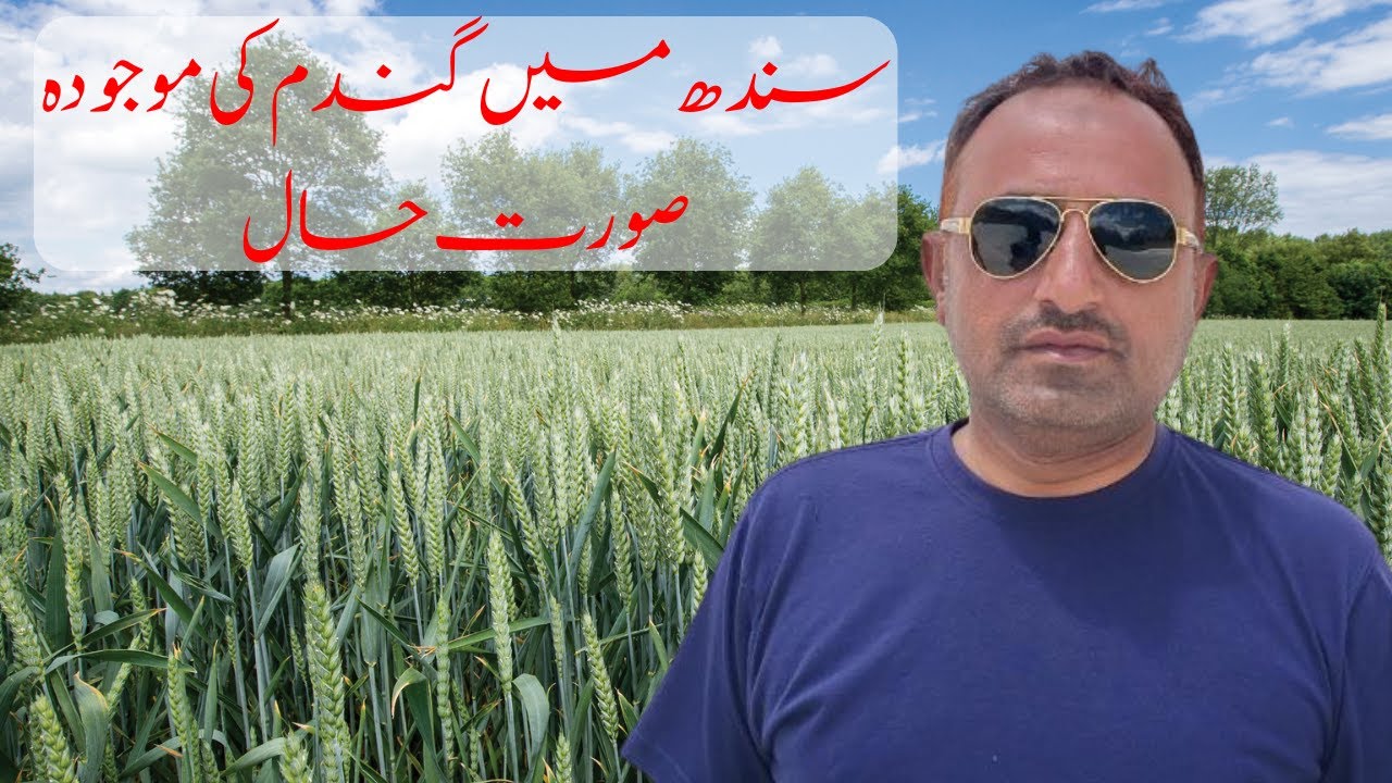 Gandom گندم Ka Faisal Sindh | Hairat angez  information #kashmoritravelvlogs
