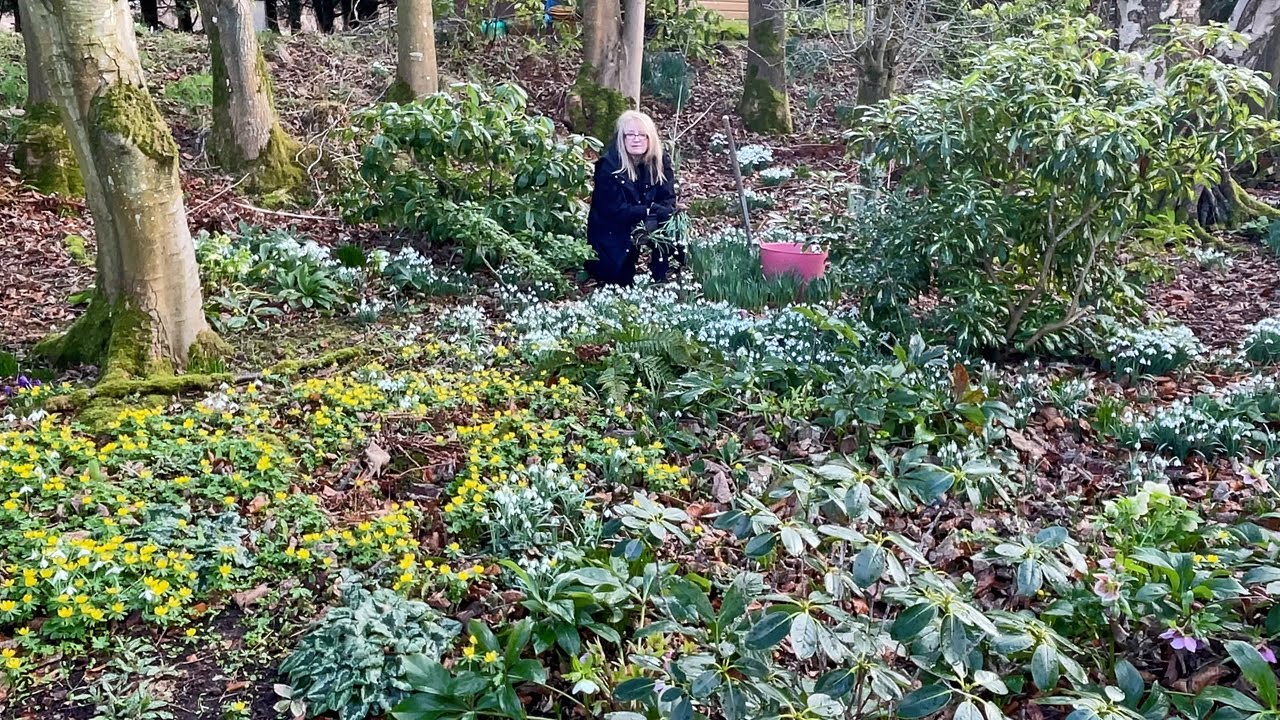 Planting Snowdrops, Rhododendrons and Hellebores | Adding the first plants of the year