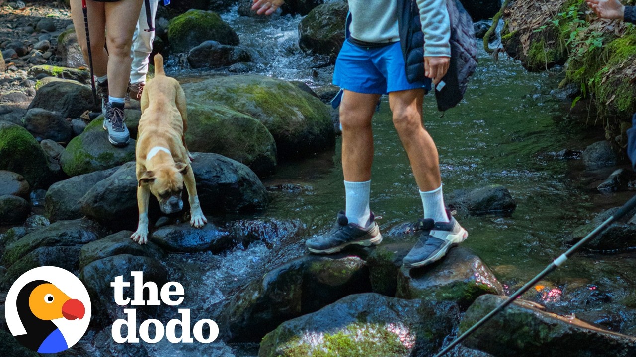Boxer Follows Hikers Down A Mountain Hoping For A Home | The Dodo