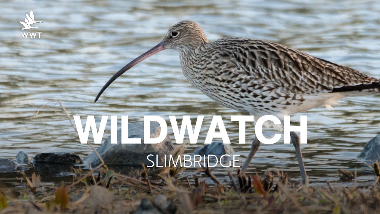 WildWatch: Curlew special | Spring 2021 | WWT Slimbridge