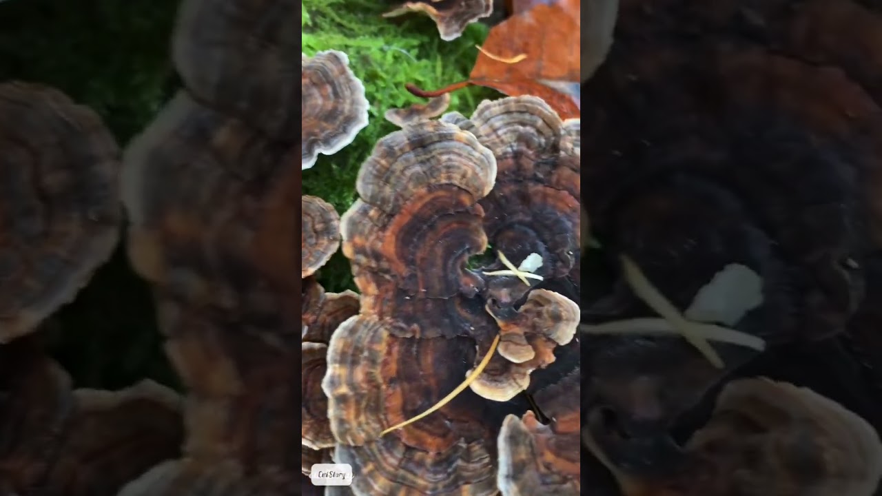 Heilpilz Schmetterlingstramete - Inhaltsstoffe