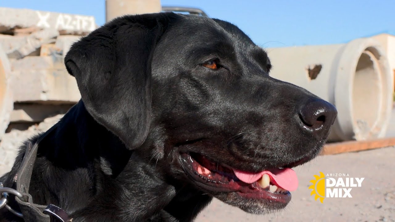 Dog heroes that save lives
