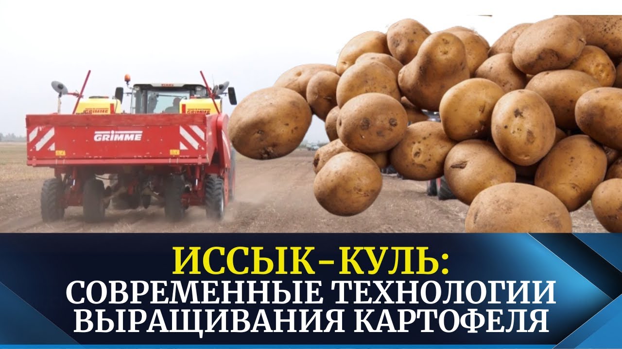 Иссык-Куль: современные технологии выращивания картофеля
