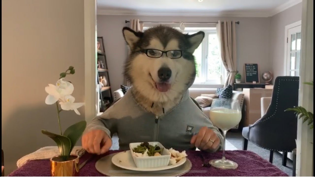 DOG EATS LIKE HUMAN | MAKING A DOG’S DINNER OF IT