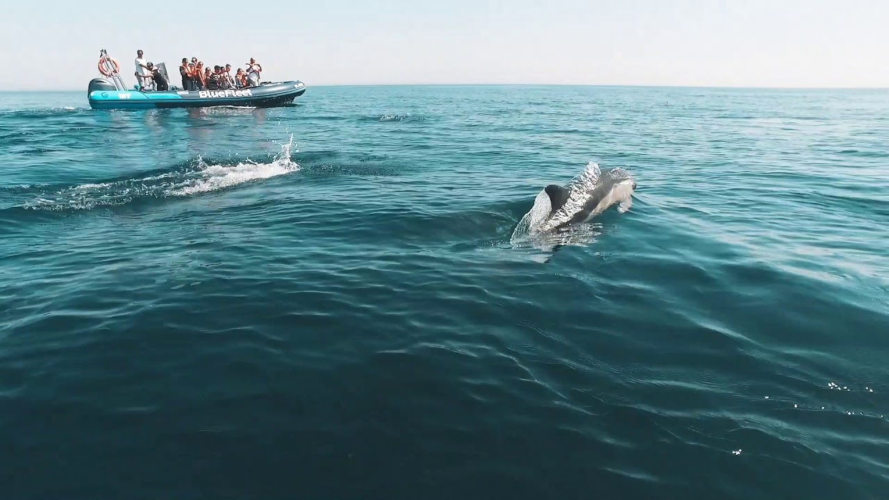 Dolphin Watching | BlueFleet | Lagos, Portugal