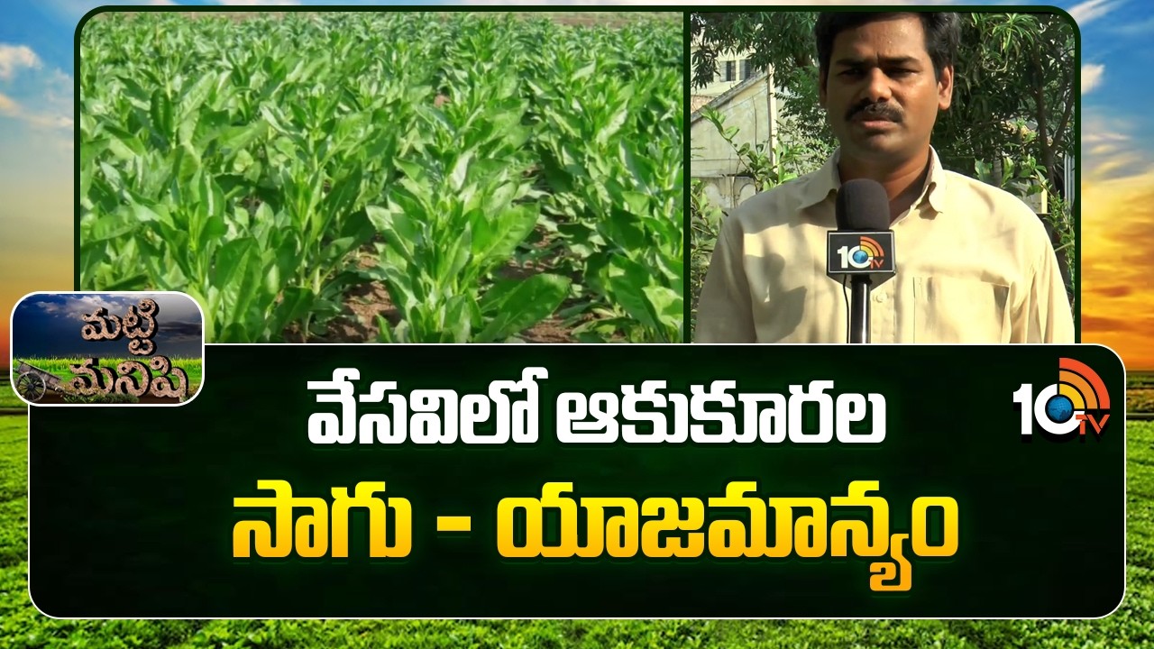 Cultivation of Greens in Summer | వేసవిలో ఆకుకూరల సాగు - యాజమాన్యం | Matti Manishi | 10TV News
