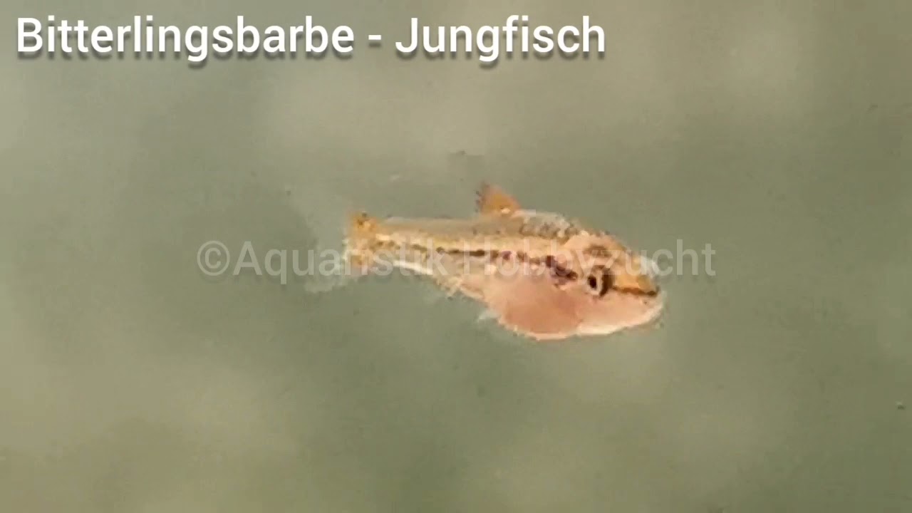 Aquaristik Hobbyzucht - Bitterlingsbarbe - Jungfisch