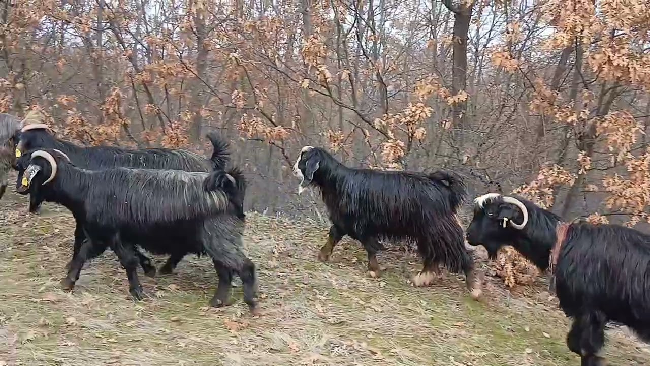 Yozgat Çekerek HONAMLI kırığı🐐🍂