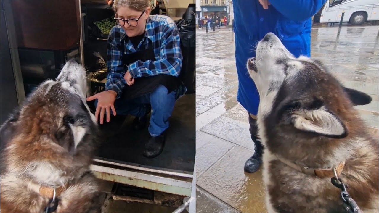 Husky Won't Stop Yelling At People In Public!