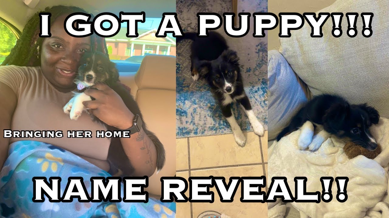 SURPRISE!! I GOT A PUPPY | Bringing home my 8-week PUPPY + Name Reveal!!