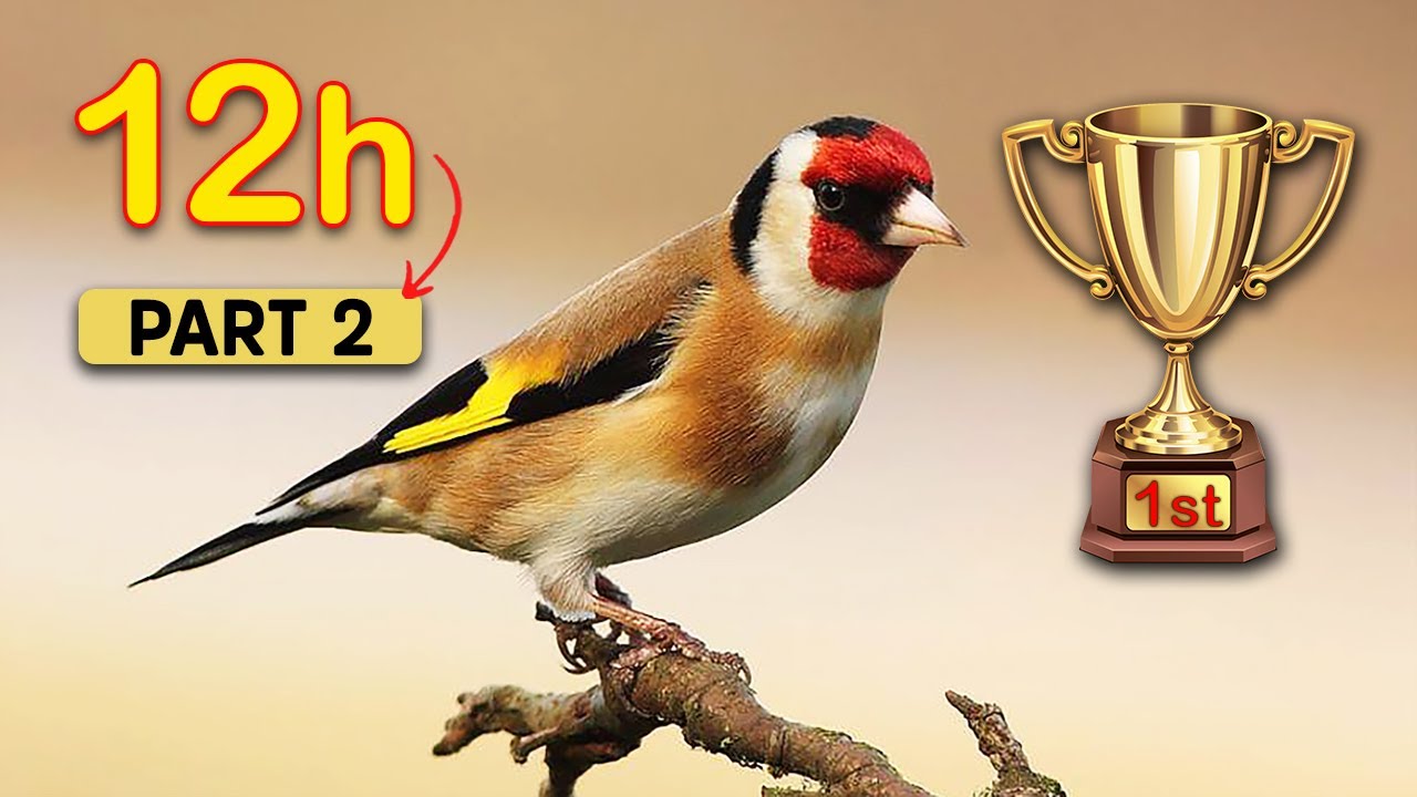Goldfinch 12h The BEST Song  (Part 2) - goldfinch singing training