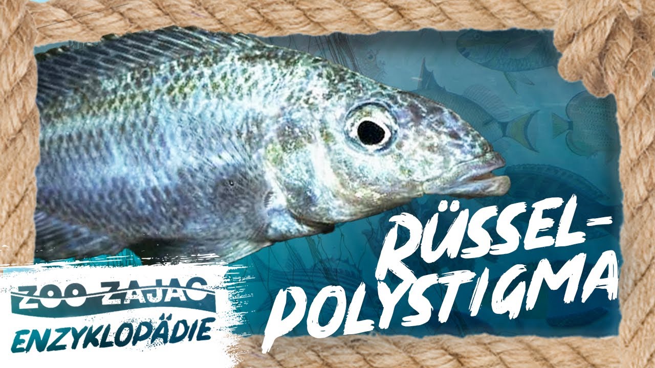 RÜSSEL-POLYSTIGMA | FISCHENZYKLOPÄDIE | ZOO ZAJAC