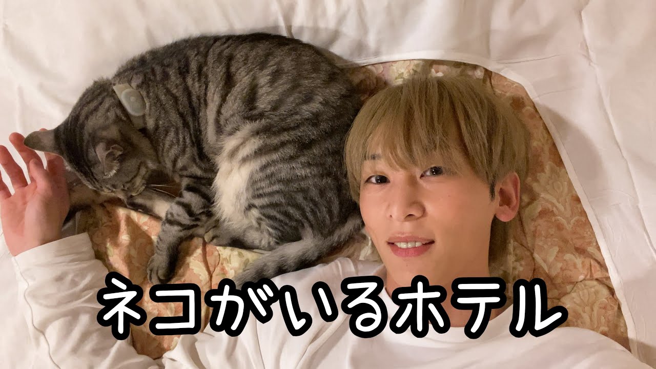 大阪vlog ほぼネコ