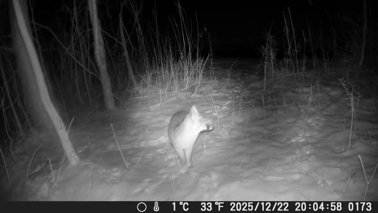 Red Fox, Gray Fox, Squirrel