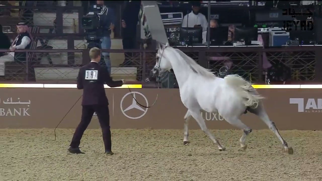 Group presentation   Stallions 4 6 Years Old A Class 10A