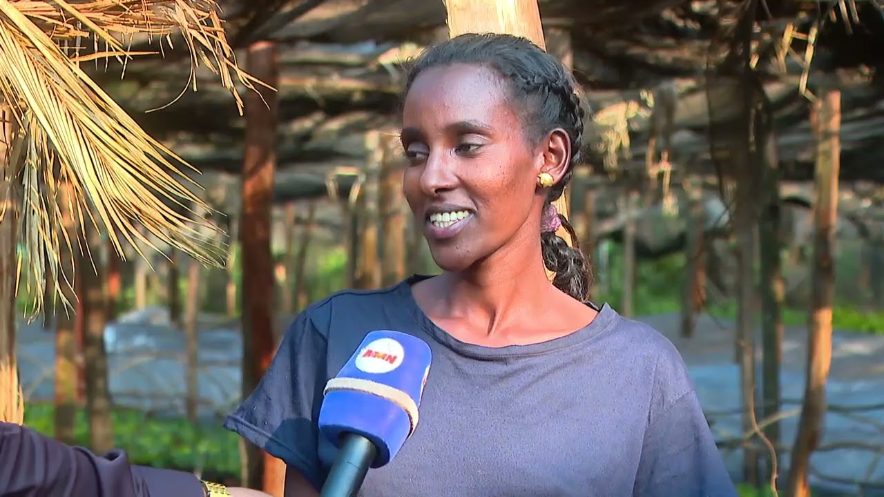 የኦሮሚያ ክልል የሻይ ቅጠል ልማት