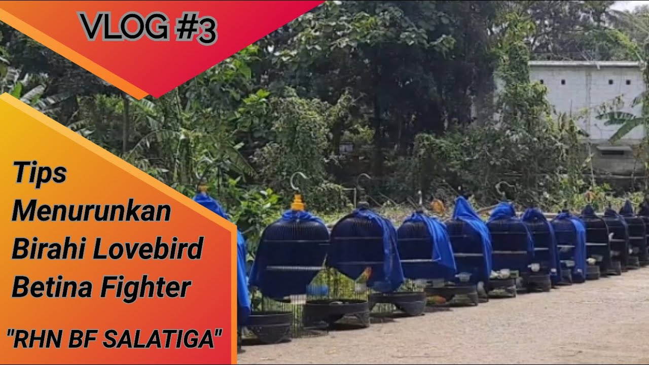 Vlog #3 Menurunkan Birahi Lovebird Betina Fighter Rhn Bf Salatiga