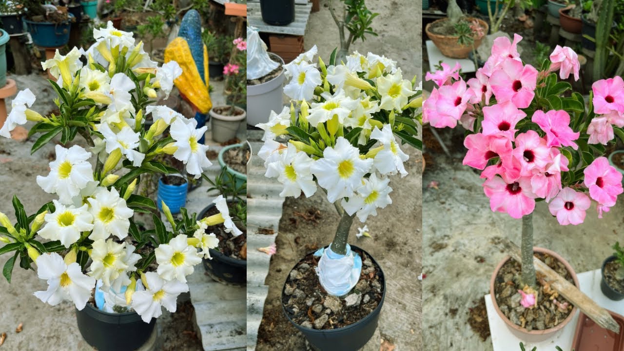 #rosadodeserto : pra quem estava com saudades , olha como estão lindas minhas plantinhas 🤤