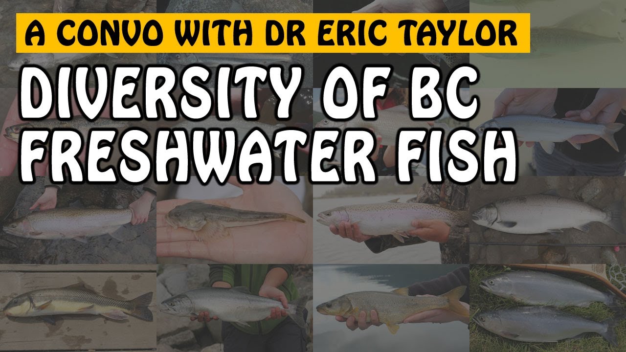 FRESHWATER FISH SPECIES of BRITISH COLUMBIA | Fishing with Rod