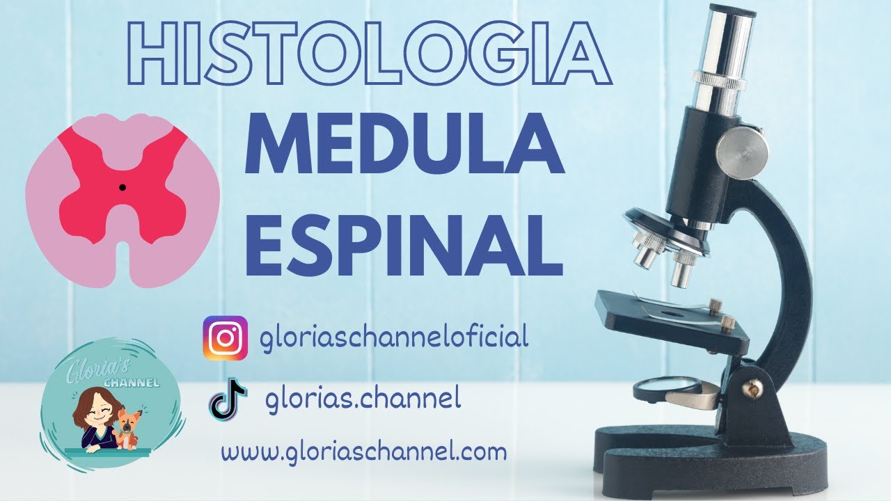Histología para Medicina: Médula espinal