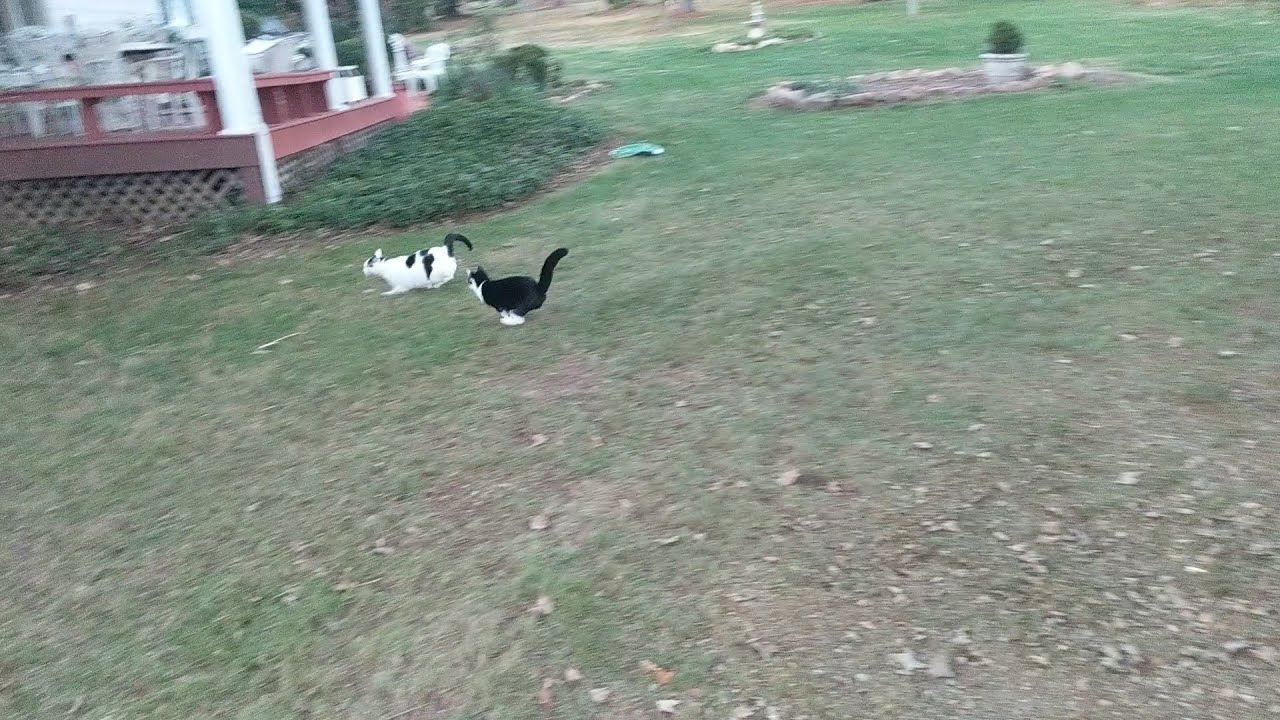 Cat Yard Fun