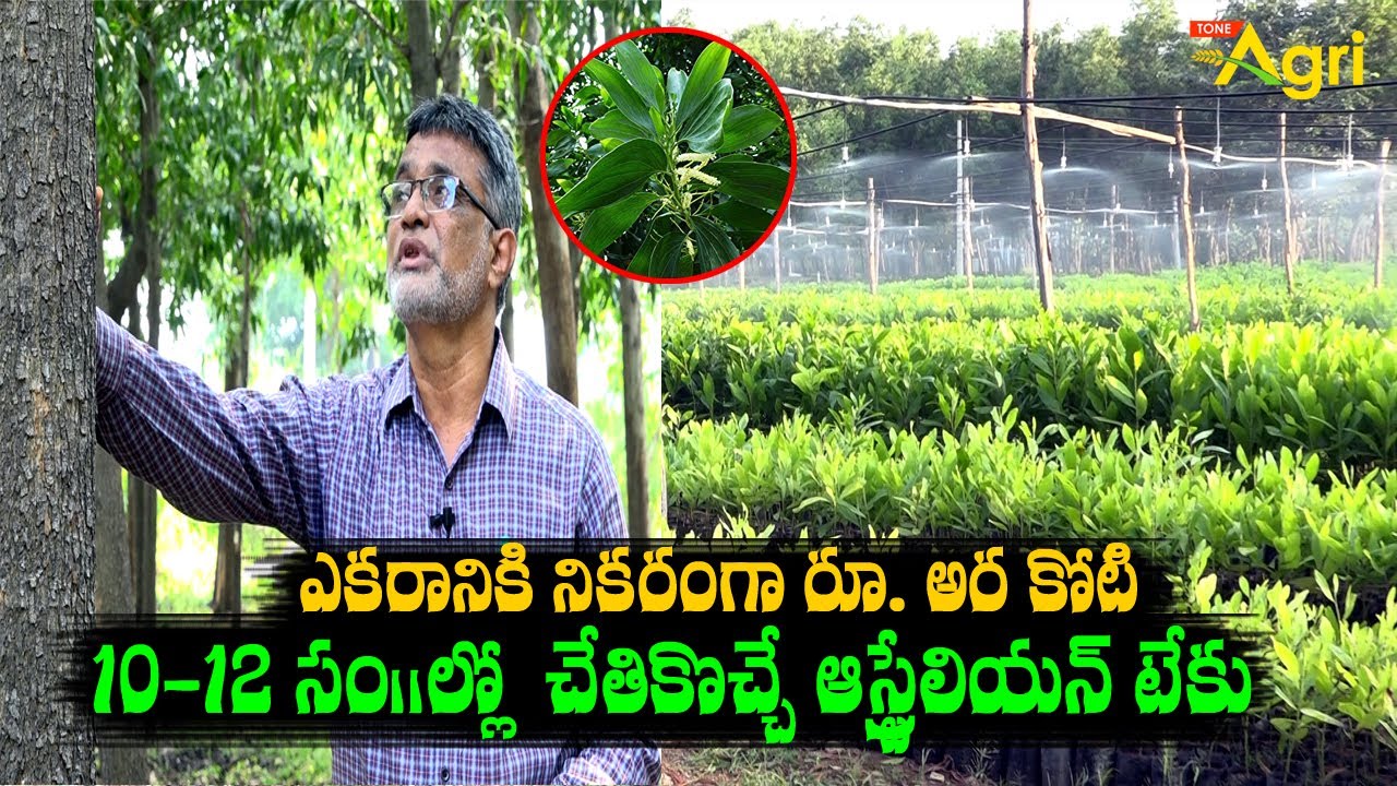 Teak Wood Farming in Telugu | ఎకరానికి నికరంగా రూ. అరకోటి.! ఆస్ట్రేలియన్ టేకు Teak Chettu | ToneAgri
