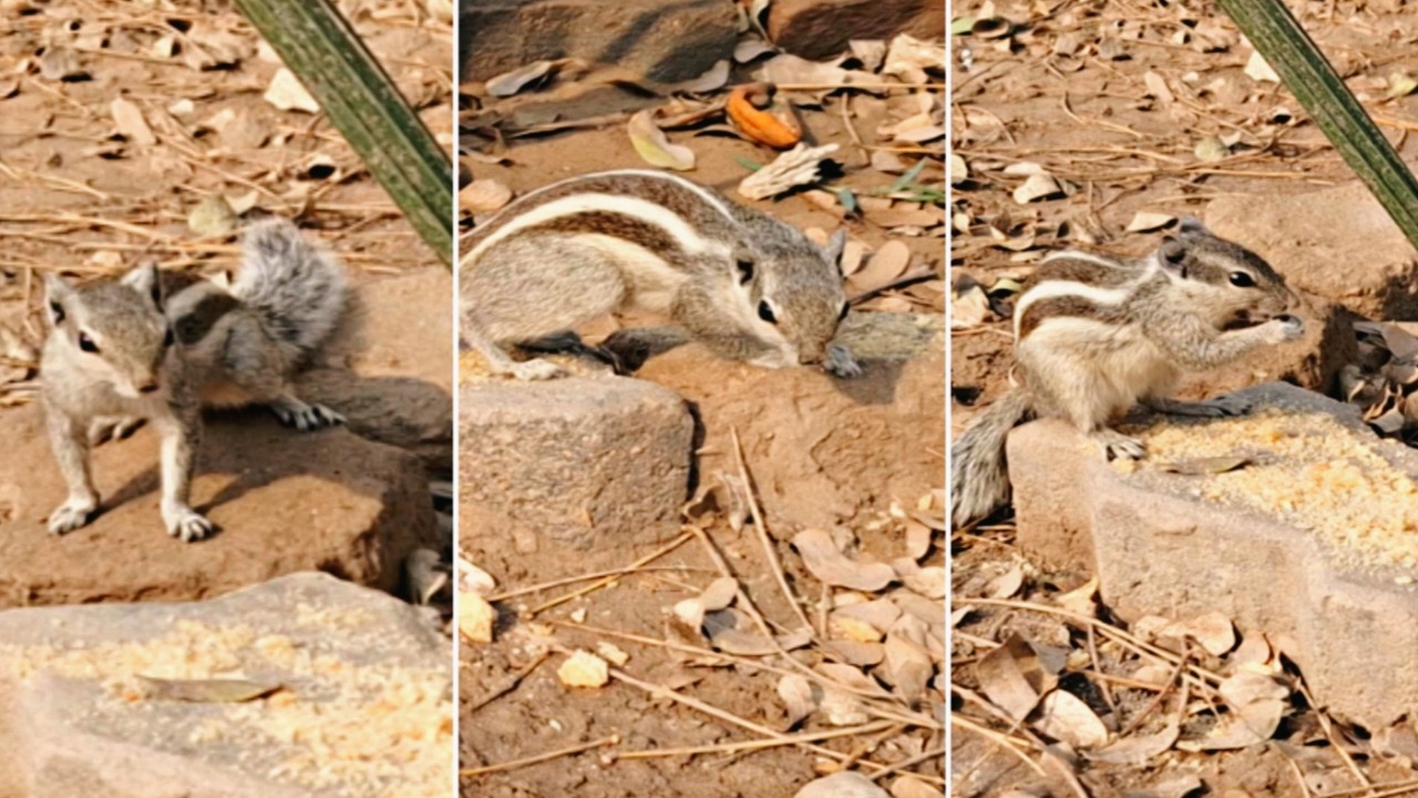 Squirrel Finding Food in My Lawn 🐿️ | Cute & Funny Backyard Squirrel Moments