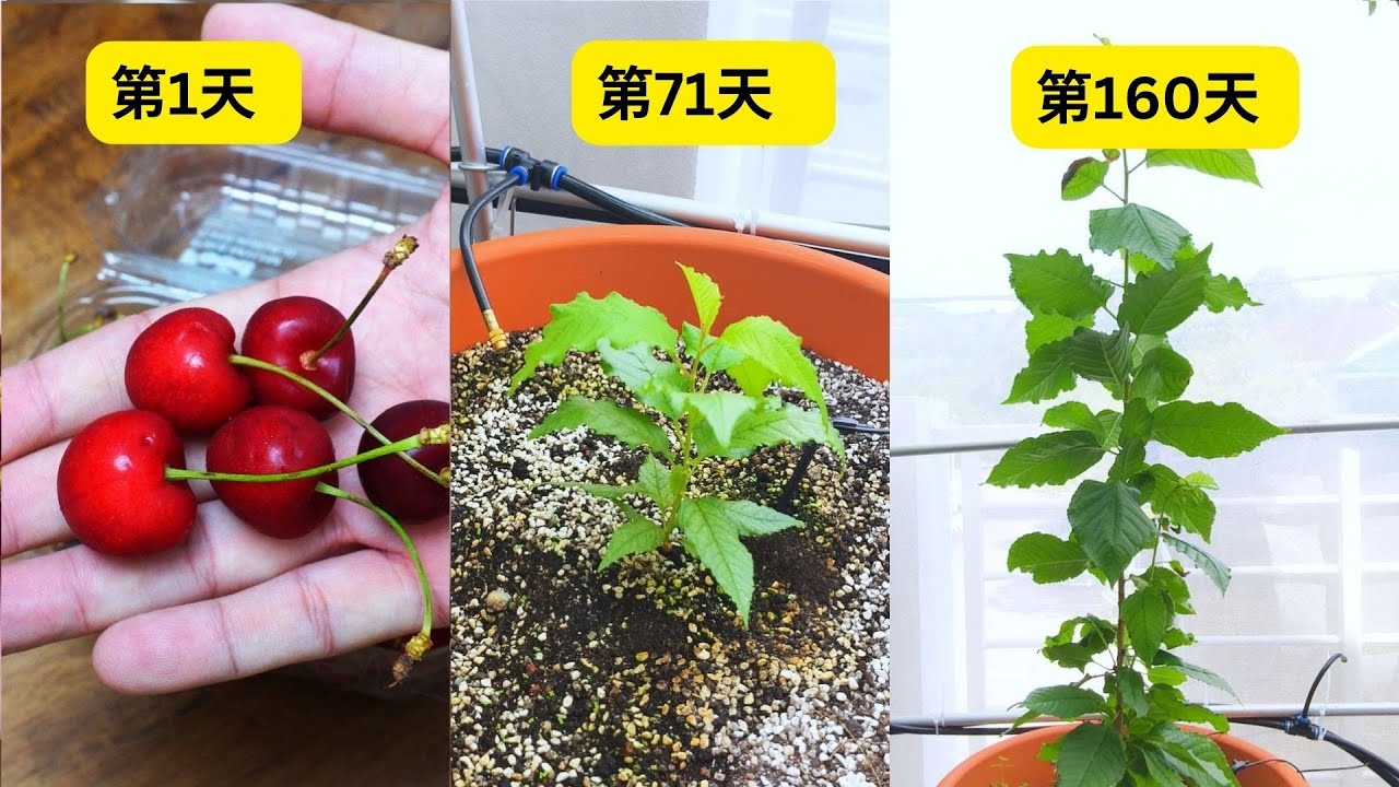 樱桃树从种子开始种植: 第1天至第160天