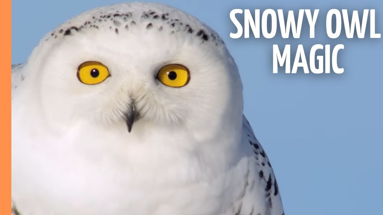 Snowy Owl Magic: Nature's Silent and Mysterious Guardians | Full Documentary