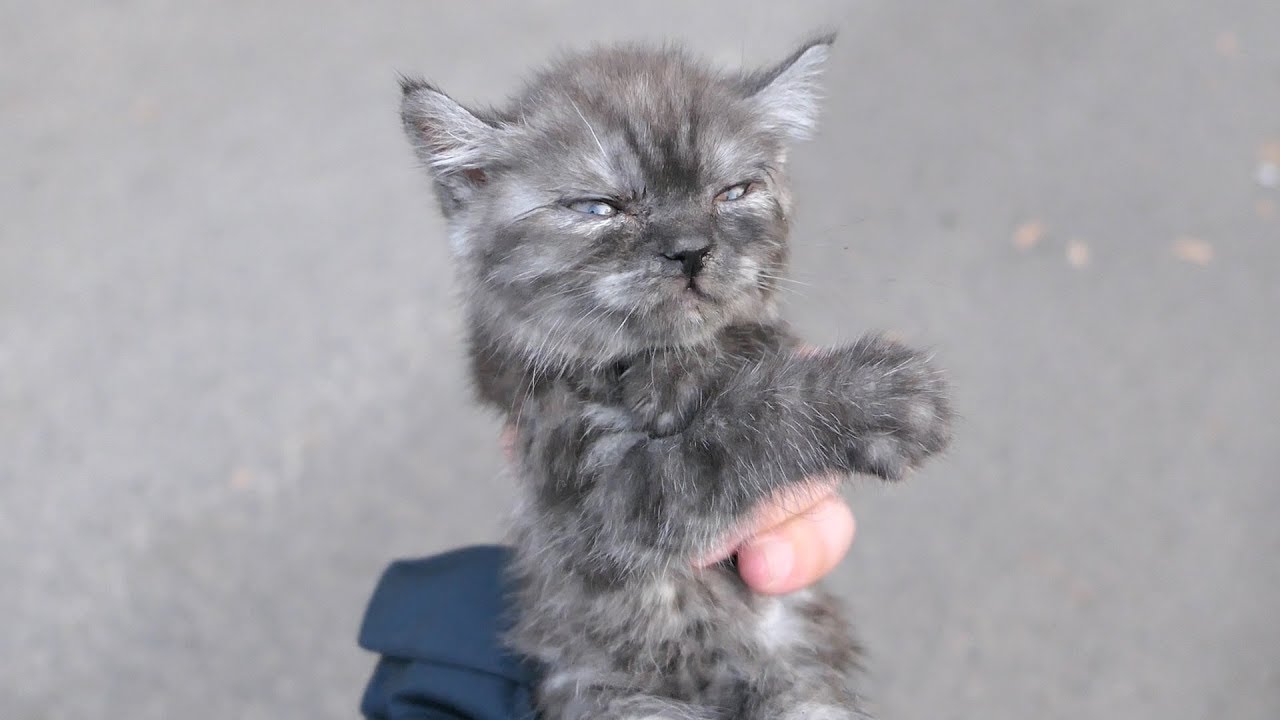 I found a sick kitten on the street
