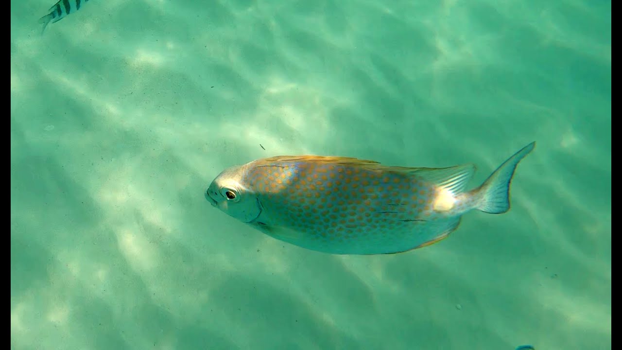 Orange-spotted spinefoot - Pesce coniglio a macchie arancioni - Siganus guttatus - intotheblue.it
