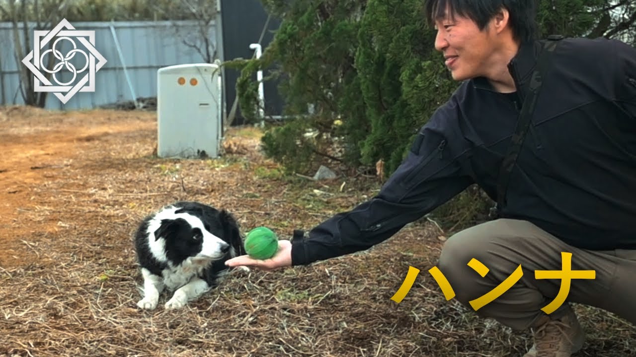 A dog came to the Airsoft Field | T-MOUT