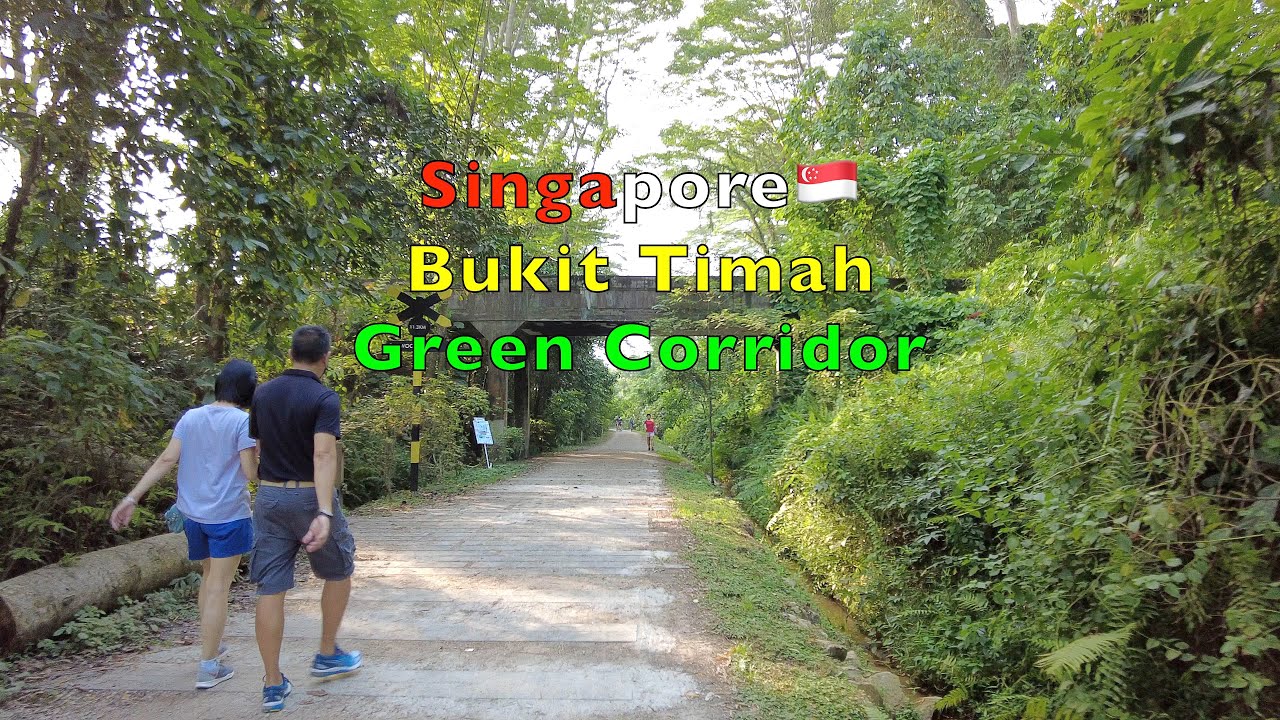 Bukit Timah Green Corridor Walk - Singapore Scene 4K #Singapore #4K