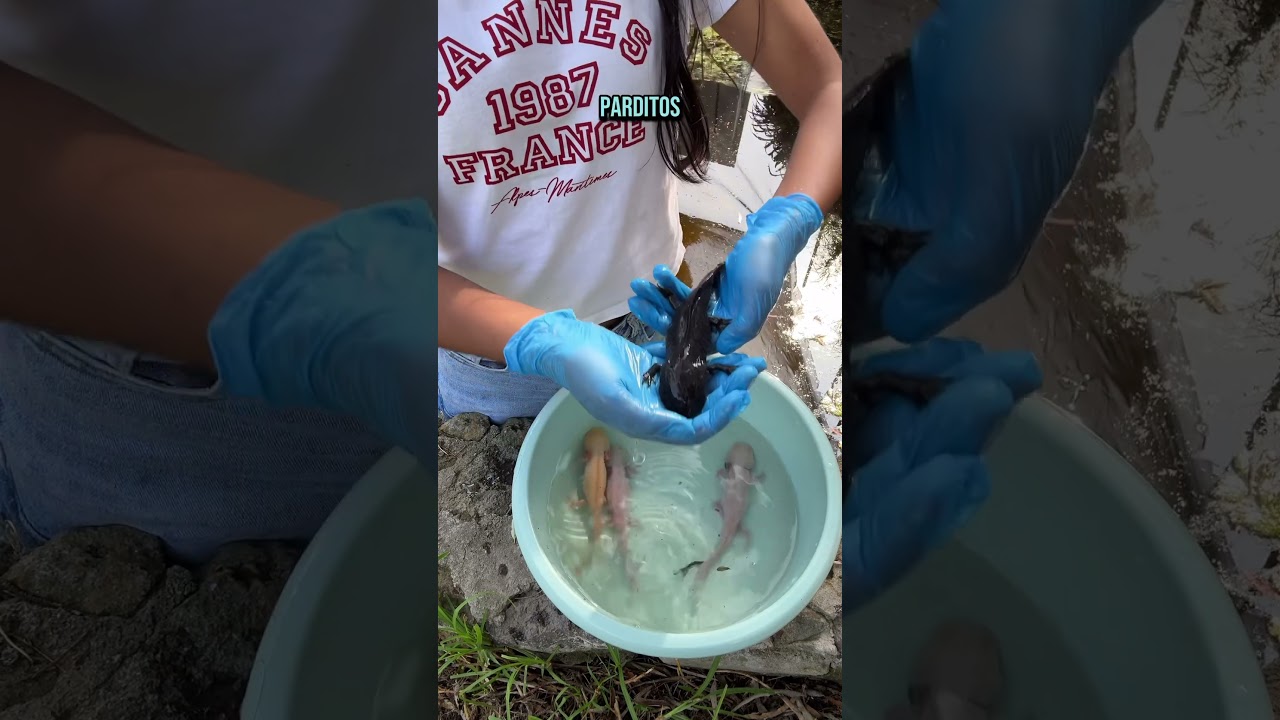 Por esta raz&oacute;n casi no les muestro ajolotes rosas, &iquest;Qu&eacute; ajolotes te gustan m&aacute;s? 🤎#ajolote