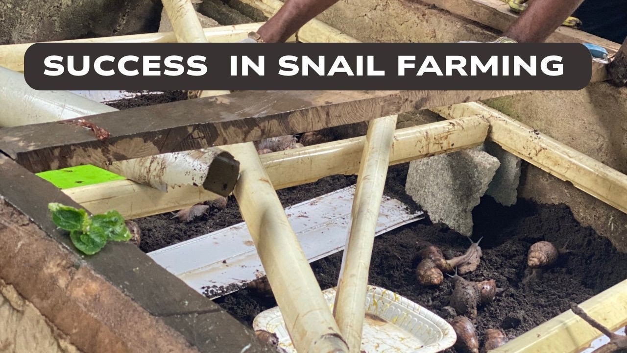 Snail Farming Success: A Beginner's Guide to Profitability