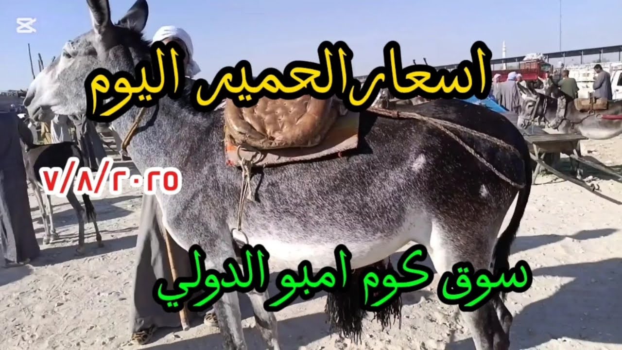 اسعار الحمير بسوق كوم امبو ٧ أغسطس ٢٠٢٥