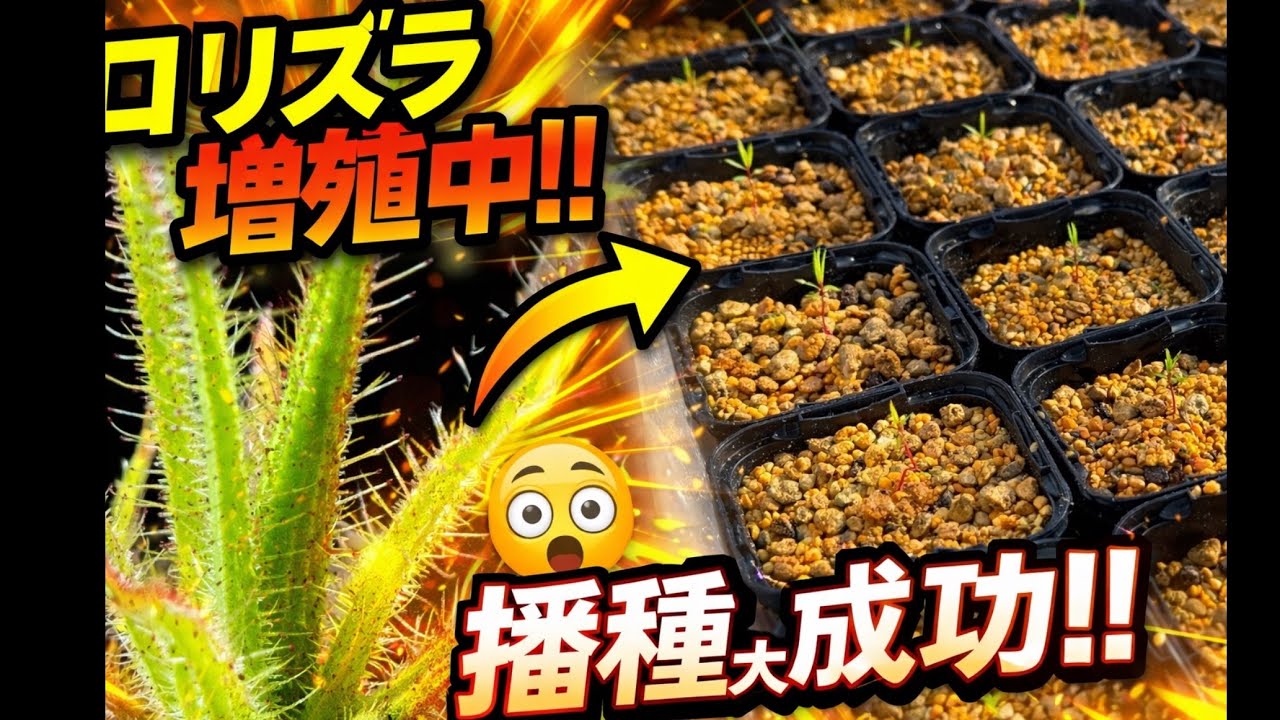 【播種成功】ロリズラゴルゴニアスが一気に発芽！増殖の瞬間　食虫植物　観葉植物