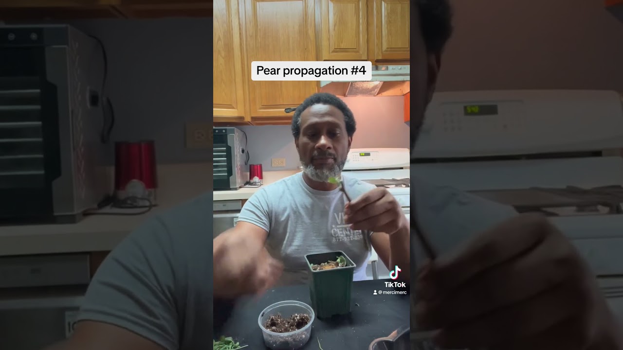 Pear propagation 4 of 5 #different #gardening #growing #techniques #mercimerc #mastergrower