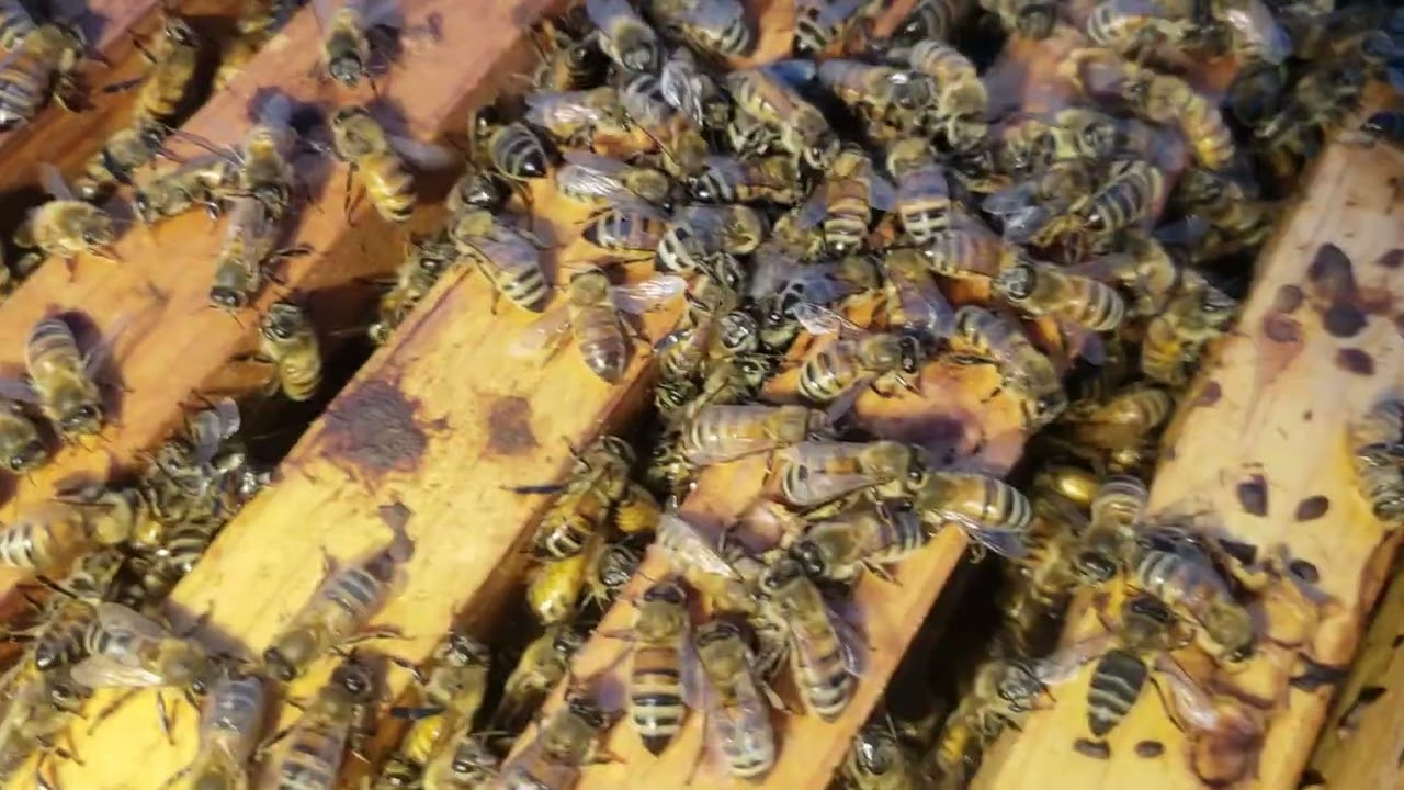 Beekeepers STOP Blaming Varroa For Winter Losses!